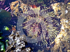 Green Sea Urchin - Strongylocentrotus droebachiensis