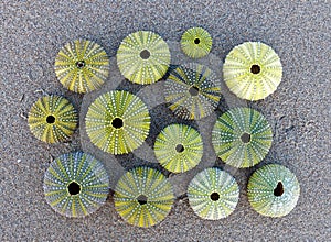 Green sea urchins collection on wet sand beach