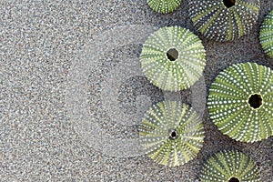 Green sea urchins collection on wet sand beach, space for text