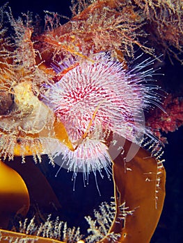 Green sea urchins