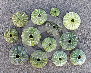 Green sea urchins shells on wet sand beach top view
