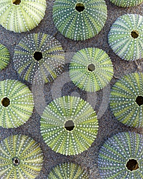 Green sea urchins shells on wet sand beach top view