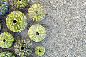 Green sea urchins shells on wet sand beach top view, space for your text