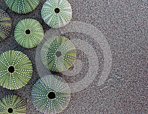 Green sea urchins on wet sand beach, space for text