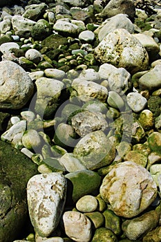 Green sea water stones and rocks resting on seashore
