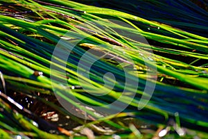 Green Seagrass photo
