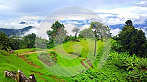 Green season in chiangmai