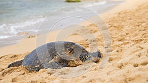 Green seaturtle at the beach