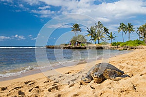 Green seaturtle at the beach