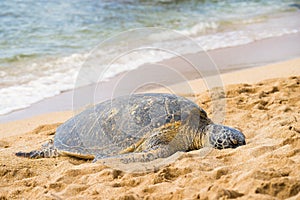 Green seaturtle at the beach