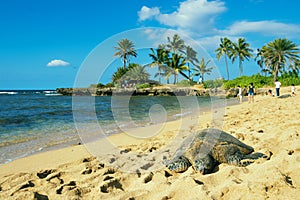 Green seaturtle at the beach of Haleiwa