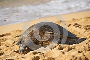 Green seaturtle at the beach of Haleiwa, O`ahu, Hawai`i