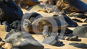 Green seaturtle at the beach, Maui, Hawai`i