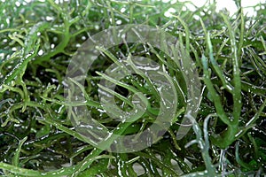 Green seaweed