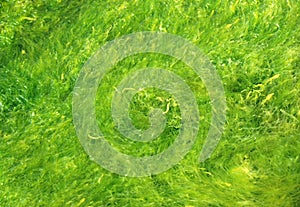 Green seaweed