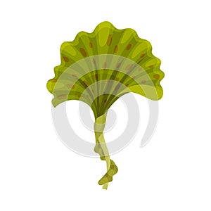 Green Seaweed as Multicellular Marine Algae Vector Illustration