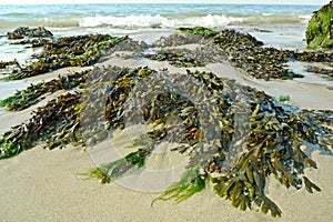 Green seaweed on a beach