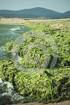 Green seaweed Ulva compressa photo