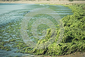 Green seaweed Ulva compressa photo