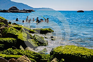 Green seaweed photo