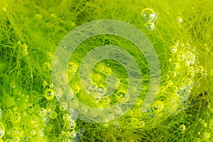 Green seaweed and bubbles