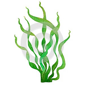 Green Seaweed, kelp in the ocean, watercolor hand painted element isolated on white background. .Watercolor illustration design. W