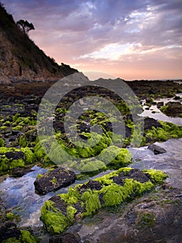 Green Seaweed on Rocks