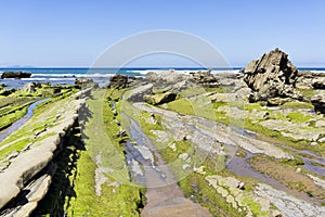 Green seaweed on rocks