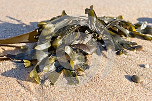 Green seaweed on sand closeup. Fresh wrack macro. Wild sea nature. Sea life.