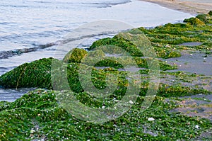 Green  seaweed at seashore . Seaweed invasion threat