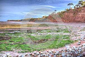 Green seaweed St Audries Bay beach Somerset England uk in colourful HDR