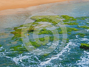 Green seaweed on the stones at the Mediterranean Sea