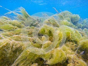 Green seaweed on tropical sea shore underwater photo. Fluffy sea plant on coral reef. Phytoplankton undersea