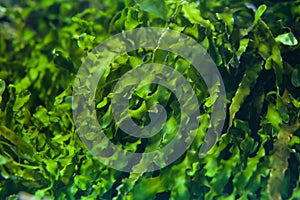 Green seaweed Ulva compressa.
