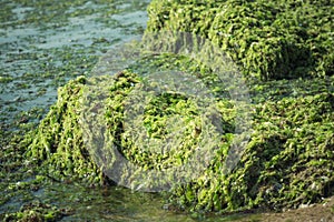 Green seaweed Ulva compressa