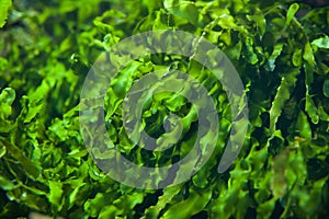 Green seaweed Ulva compressa. photo