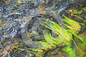 Green seaweed (Ulva compressa). Marine fish