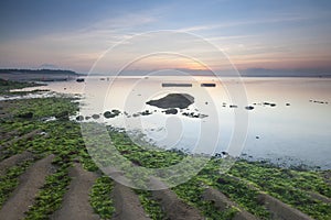 Green seaweeds beach