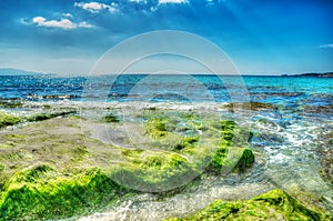 Green seaweeds on the rocks in Le Bombarde beach in hdr