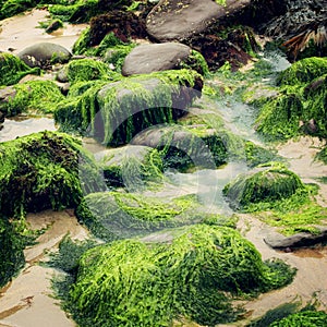 Green seaweeds and rocks in Waterville, County Kerry - vintage effect.