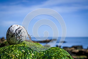 green seaweeds on roks on the beach photo