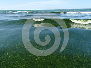 Green Seaweeds Tide Overgrowth