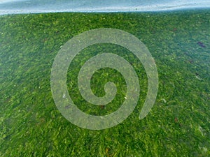 Green Seaweeds Tide Overgrowth Background