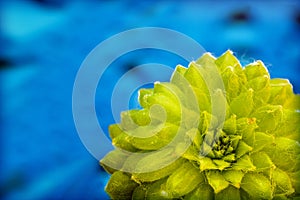 Green seccullent macro flower in blue background and wallpapers in top high quality prints