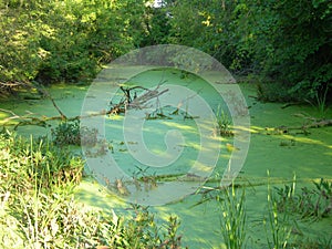 Green Secluded Pond