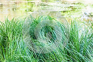 Green sedge grass on riverbank in summer