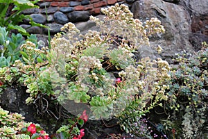 Green Sedum flowering with small white flowers and red begonias growing on volcanic rock in Maui, Hawaii