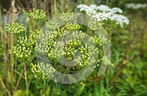 Green seed capsules of Common Hogweed