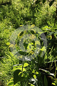 Green seed pods forming on annual honesty plant