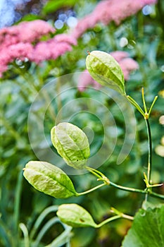 Green Seed Pods and Pink Flowers in Natural Light photo